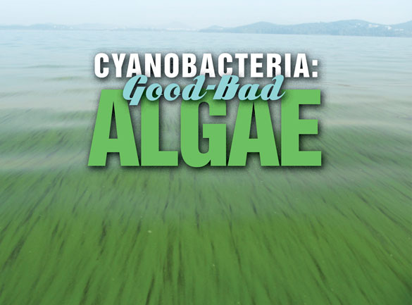 Cyanobacteria Good Bad Algae